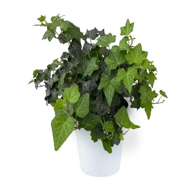 hedera-ivy-california-hedera-helix-ivy-1716320431.jpg
