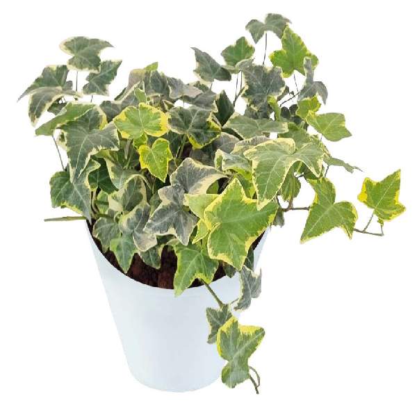 hedera-ivy-gold-child-hedera-helix-ivy-1716320466.jpg