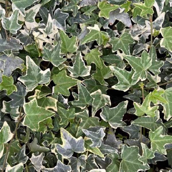 hedera-ivy-mona-lisa-hedera-helix-ivy-1716320573.jpg