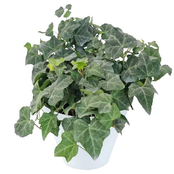 hedera-ivy-pittsburgh-hedera-helix-ivy-1716320611.jpg