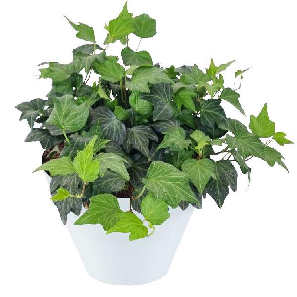 hedera-ivy-shamrock-hedera-helix-ivy-1716320625.jpg