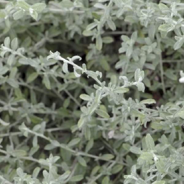 Helichrysum