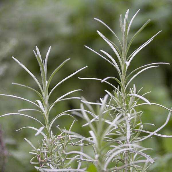 helichrysum-italicum-(curry)-foliage.jpg