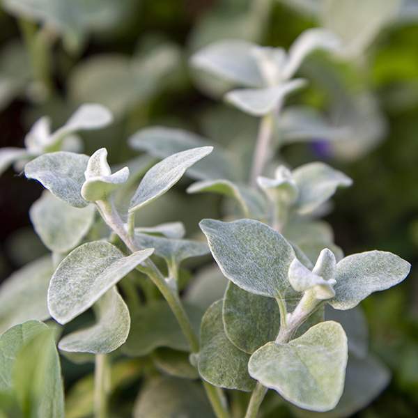 HELICHRYSUM LICORICE PLANT