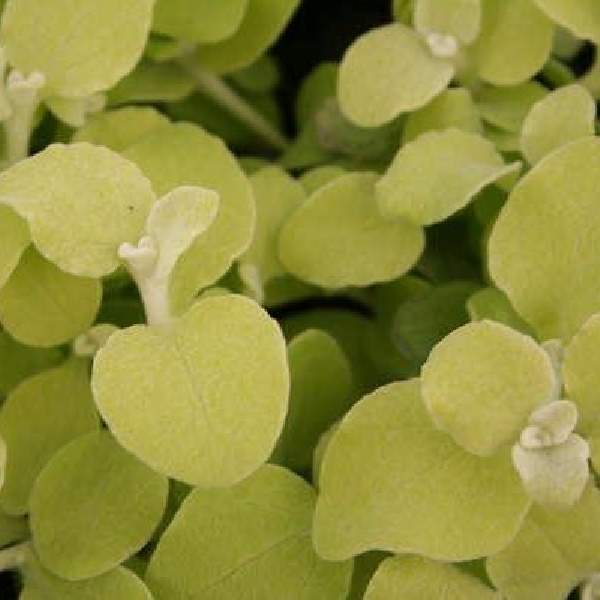 HELICHRYSUM PETIOLARE LIMELIGHT