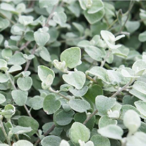 helichrysum-silver-mist-helichrysum-1665429826.jpg