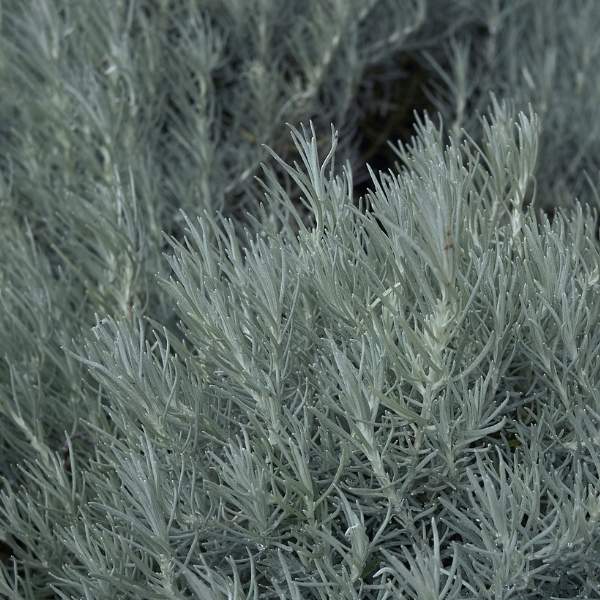 helichrysum-thianschanicum-icicles-foliage.jpg