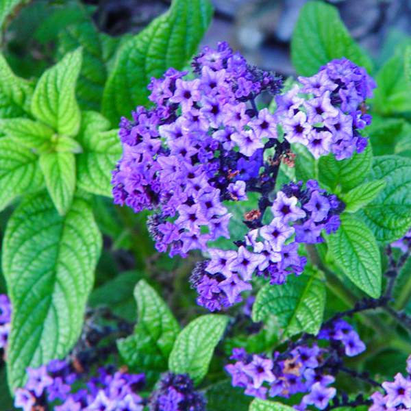 heliotrope-purple-marine.jpg