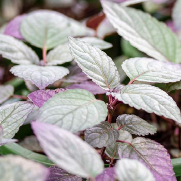 Wholesale Hemigraphis Houseplant Starter Plants