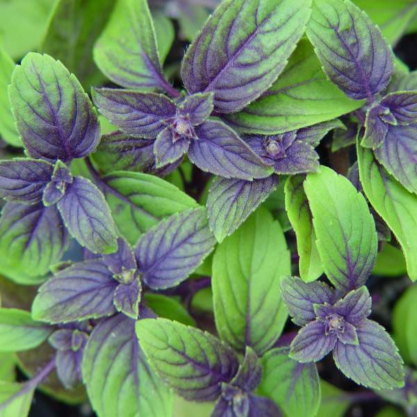 Herb African Blue Basil