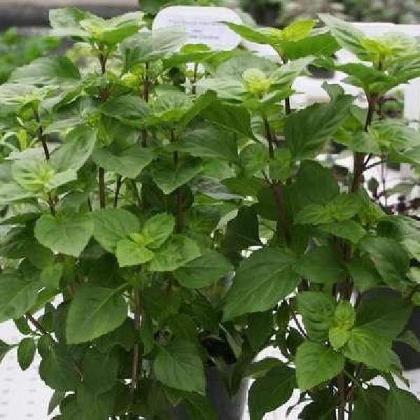 Herb Basil Greek Columnar