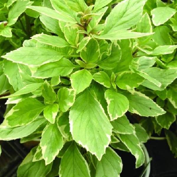 Herb Basil Ocimum Pesto Perpetuo