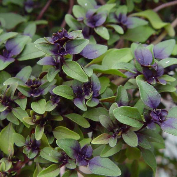 herb-dwarf-basil.jpg