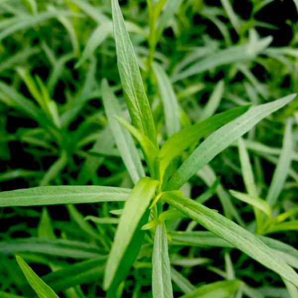 French Tarragon