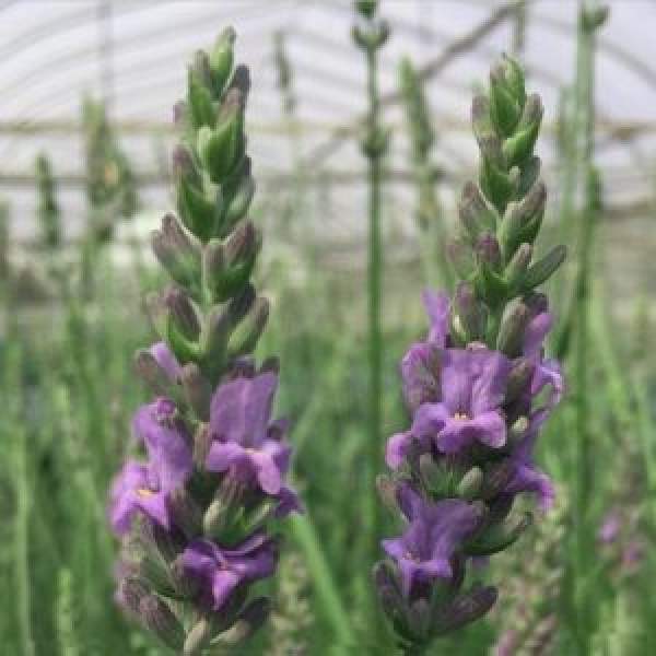 HERB LAVENDER Intermedia SENSATIONAL