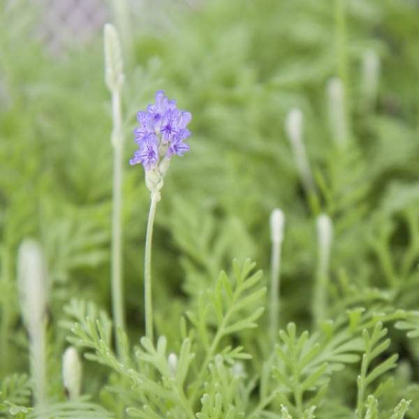 HERB LAVENDER BUCII PINNATA