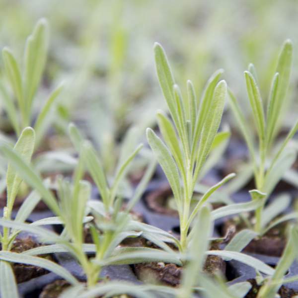 HERB LAVENDER GROSSO