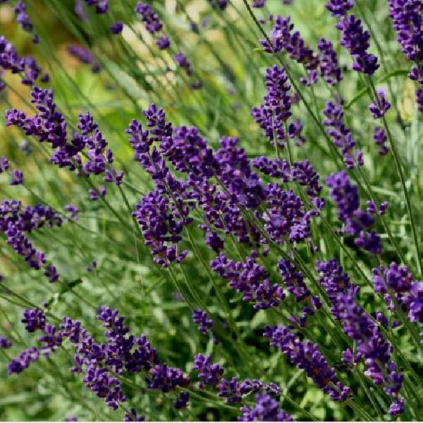 HERB LAVENDER HIDCOTE BLUE
