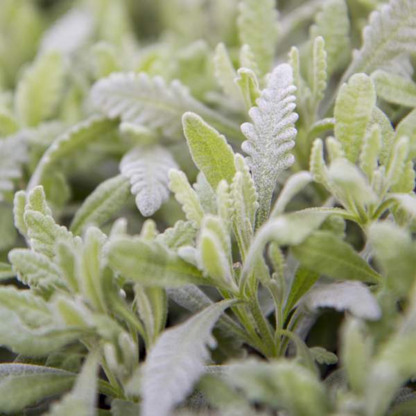 HERB LAVENDER HYBRID GOODWIN CREEK