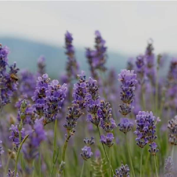 HERB LAVENDER INTERMEDIA PHENOMENAL
