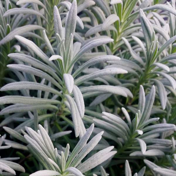 HERB LAVENDER PROVENCE