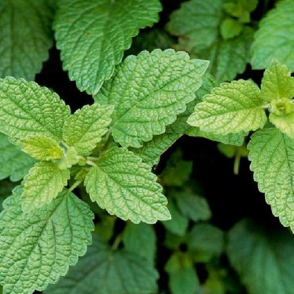 Mint