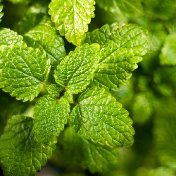 Herb