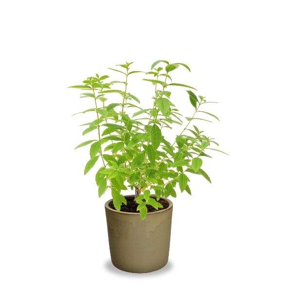 Lippia Citriodora