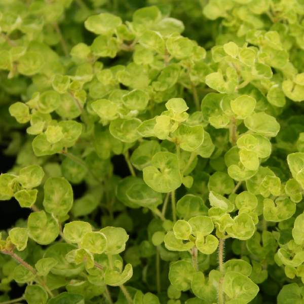 Marjoram