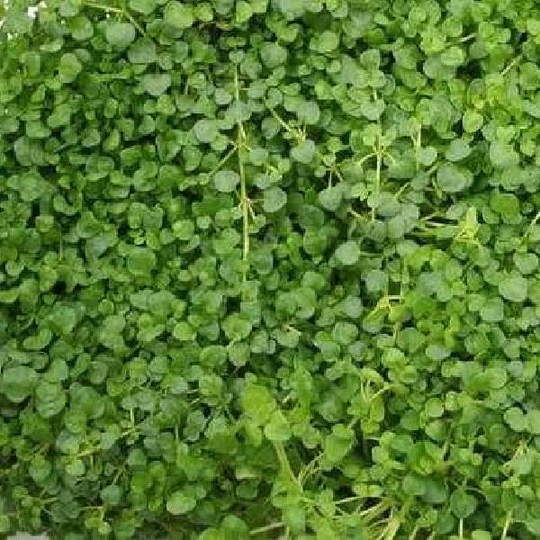 HERB MENTHA CORSICAN