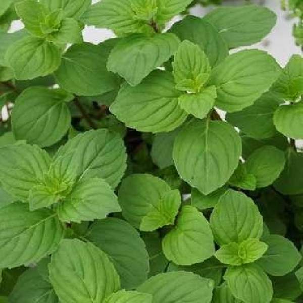 HERB MENTHA GINGER