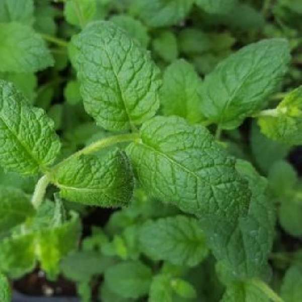 HERB MENTHA STRAWBERRY