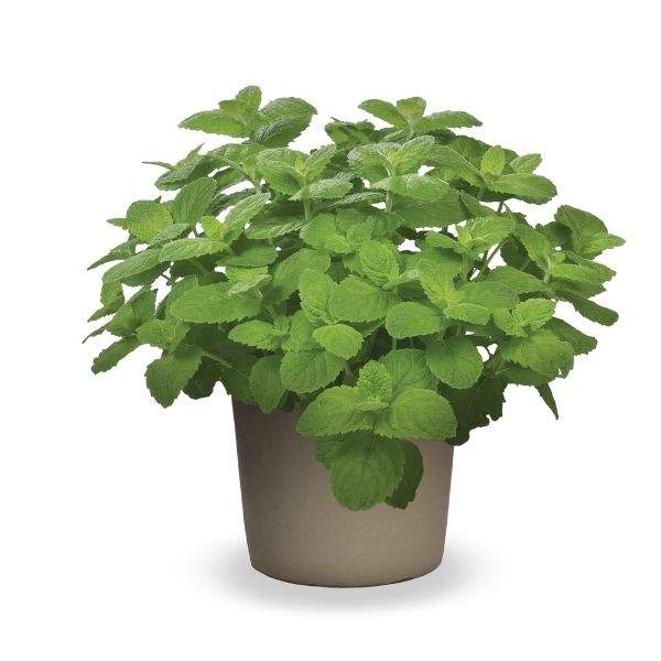 Herb Mint Apple