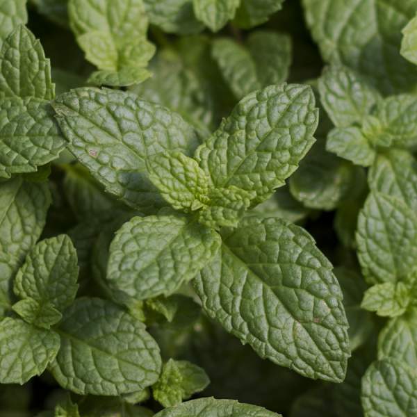 HERB MINT KENTUCKY COLONEL