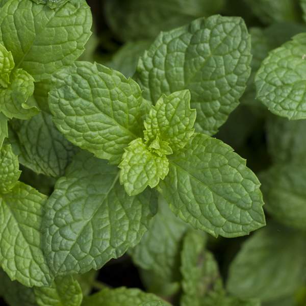 HERB MINT MOJITO