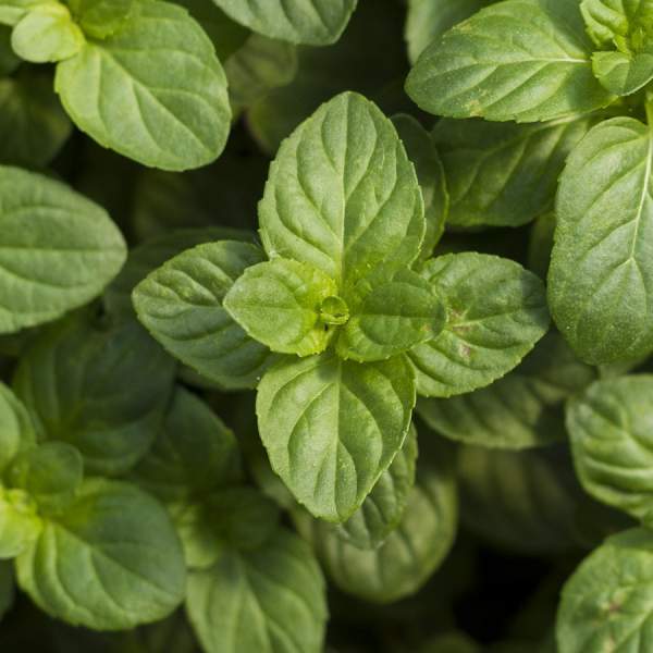 HERB MINT ORANGE