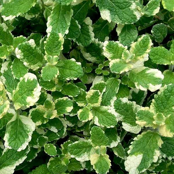 HERB MINT PINEAPPLE