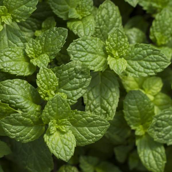 herb-mint-spearmint.jpg