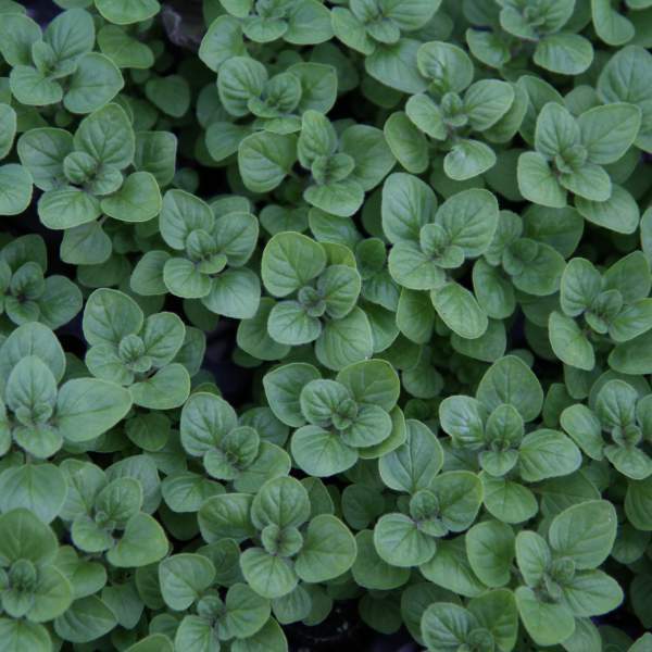 Oregano