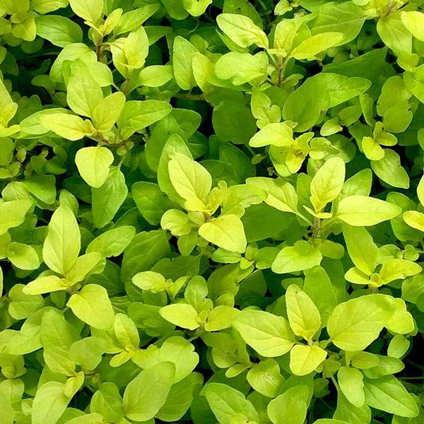 herb-oregano-golden.jpg