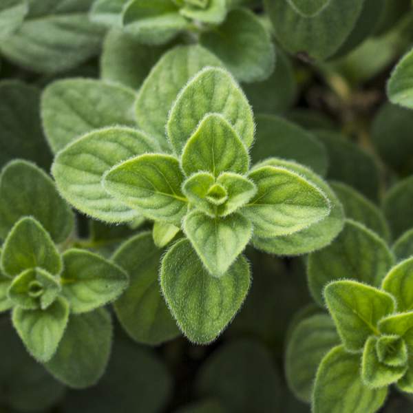 herb-oregano-hot-and-spicy.jpg