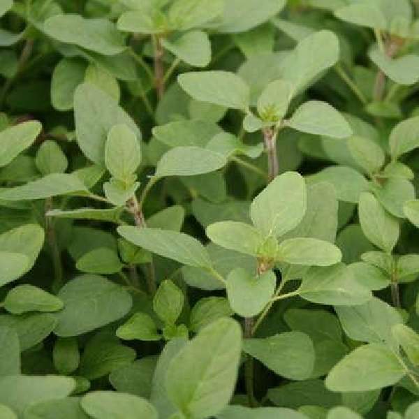 Herb Oregano Italian