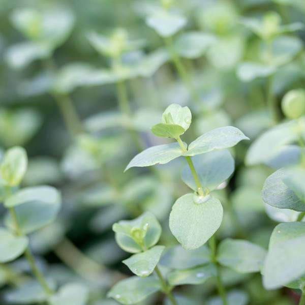 herb-oregano-kent-beauty-herb.jpg