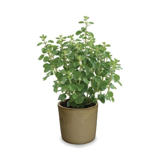 Herb Oregano Majorana