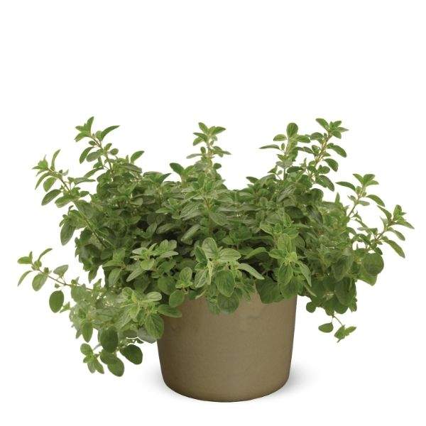 herb-oregano-supreme-herb-1633120658.jpg