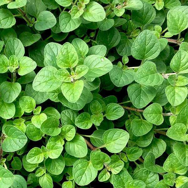 herb-oregano-vulgare-herb-1631207701.jpg
