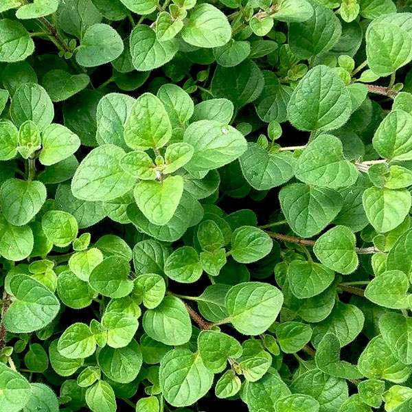 herb-oregano-vulgare.jpg
