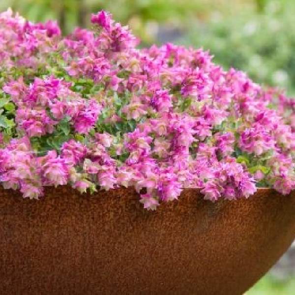 herb-origanum-bellissimo-herb-1659620092.jpg