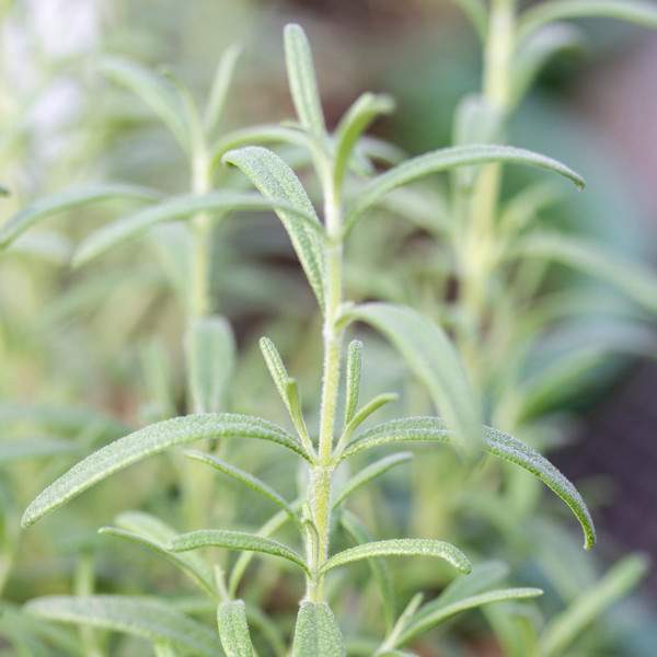 Rosemary