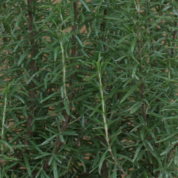 HERB ROSEMARY BARBECUE